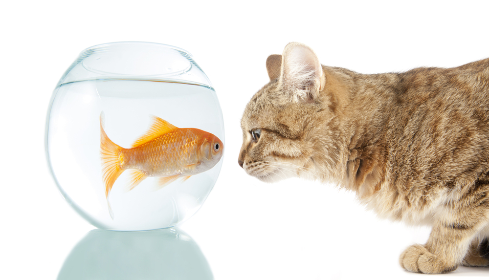 fish and cat